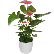 Anthurium pink + White Cachepot